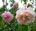 Роза Desprez a Fleurs Jaunes (Дэспре а Флёр Жон) — фото 2