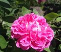 Роза Duchesse de Berry (Дюшес де Берри) — фото 3