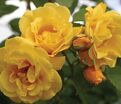 Роза Easlea's Golden Rambler (Исли Голден Рамблер) — фото 2
