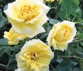 Роза Easlea's Golden Rambler (Исли Голден Рамблер) — фото 3