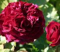 Роза Empereur du Maroc (Эмперёр Дю Марок) — фото 2