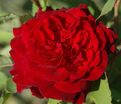 Роза Empereur du Maroc (Эмперёр Дю Марок) — фото 3