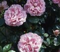 Роза Gerbe Rose (Жербе Роз) — фото 2