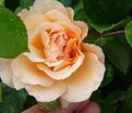 Роза Gloire de Dijon (Глуар де Дижон) — фото 3