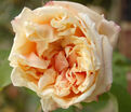 Роза Gloire de Dijon (Глуар де Дижон) — фото 4