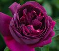 Роза Gloire de Ducher (Глуар де Дюше) — фото 2