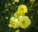 Роза Harison’s Yellow (Харисонс Йеллоу) — фото 3
