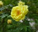 Роза Harison’s Yellow (Харисонс Йеллоу) — фото 4