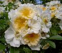 Роза helenae Semiplena (хеленаи Семиплена) — фото 2