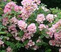 Роза Kew Rambler (Кью Рамблер) — фото 2