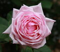 Роза La France (Ля Франс) — фото 2