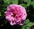 Роза Madame Boll (Мадам Болл) — фото 2