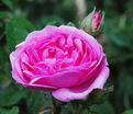 Роза Madame Boll (Мадам Болл) — фото 8