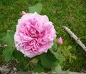 Роза Madame de Knorr (Мадам Кнор) — фото 2