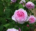 Роза Madame de Knorr (Мадам Кнор) — фото 3