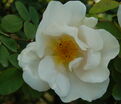Роза Nevada (Невада) — фото 3