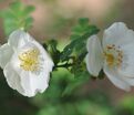 Роза Omeiensis Pteracantha (Омейский Птераканта) — фото 2