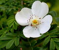 Роза Omeiensis Pteracantha (Омейский Птераканта) — фото 3