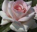 Роза Ophelia (Офелия) — фото 2