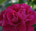Роза Paul Neyron (Поль Нерон) — фото 2