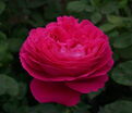 Роза Paul Neyron (Поль Нерон) — фото 3