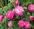 Роза Pompon de Bourgogne (Помпон де Бургонь) — фото 2