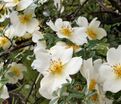 Роза Primula (Примула) — фото 2