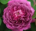 Роза Reine des Violettes (Рен де Виолет) — фото 4