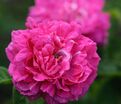 Роза Rose du Roi a Fleurs Pourpres (Роз Дю Руа а Флёр Пурпур) — фото 2