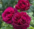 Роза Rose du Roi a Fleurs Pourpres (Роз Дю Руа а Флёр Пурпур) — фото 3