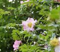 Роза roxburghii Normalis (Роксбурга нормалис) — фото 3
