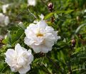 Роза roxburghii Normalis (Роксбурга нормалис) — фото 4