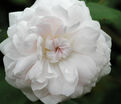 Роза Shailer's White Moss (Шейлерс Уайт Мосс) — фото 3