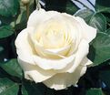 Роза Colonial White (Колониал Уайт) — фото 2