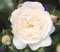Роза Colonial White (Колониал Уайт) — фото 3