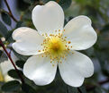 Роза spinosissima altaica (Шиповник колючейший) — фото 3
