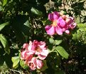 Роза Gallica Splendens (Роза Галлика Спленденс) — фото 3