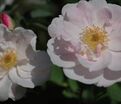 Роза Venusta pendula (Венуста Пендула) — фото 2