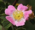 Роза Villosa (Шиповник мохнатый) — фото 2