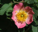 Роза Villosa (Шиповник мохнатый) — фото 3