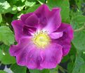 Роза Violacea (Фиоласеа) — фото 2