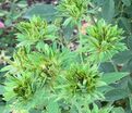 Роза Viridiflora (Роза Виридифлора) — фото 2