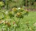 Роза Viridiflora (Роза Виридифлора) — фото 3