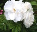 Роза Blanc Double de Coubert (Блан Дубль де Кубер) — фото 2