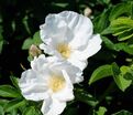 Роза Rugosa alba (Ругоза альба) — фото 2