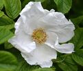 Роза Rugosa alba (Ругоза альба) — фото 3