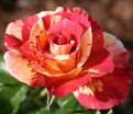 Роза Alfred Sisley (Альфред Сислей) — фото 3