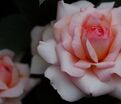 Роза Belle du Seigneur (Бэль дю Сэнер) — фото 6