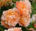 Роза Bordure Abricot (Бордюр Абрико) — фото 2