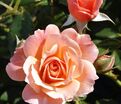 Роза Bordure Abricot (Бордюр Абрико) — фото 3